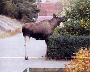 La Lancia Schweden - Knutscht mich hier ein Elch?